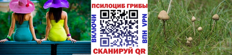 Псилоцибиновые грибы Psilocybe  Купить где  Боровск 